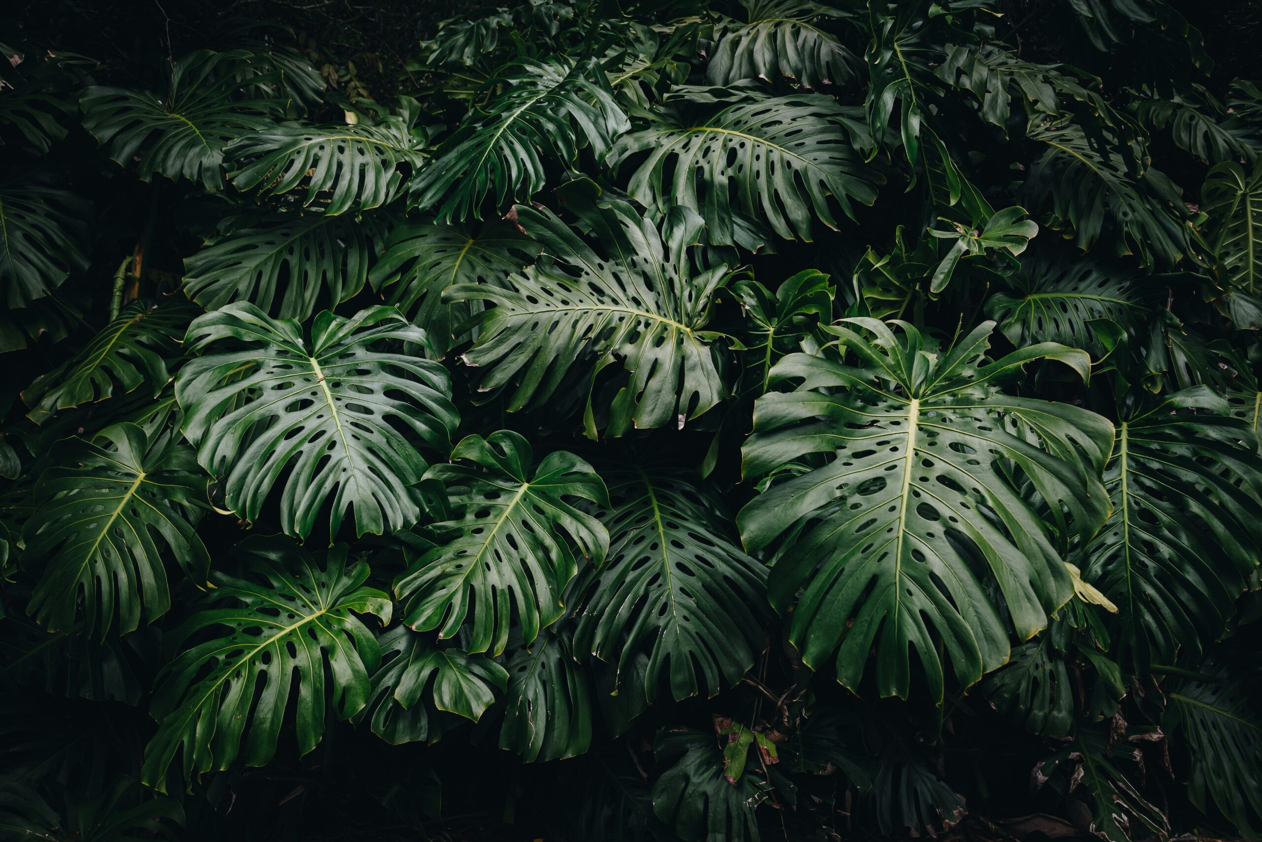 The Azores with children: the guide for a successful family trip