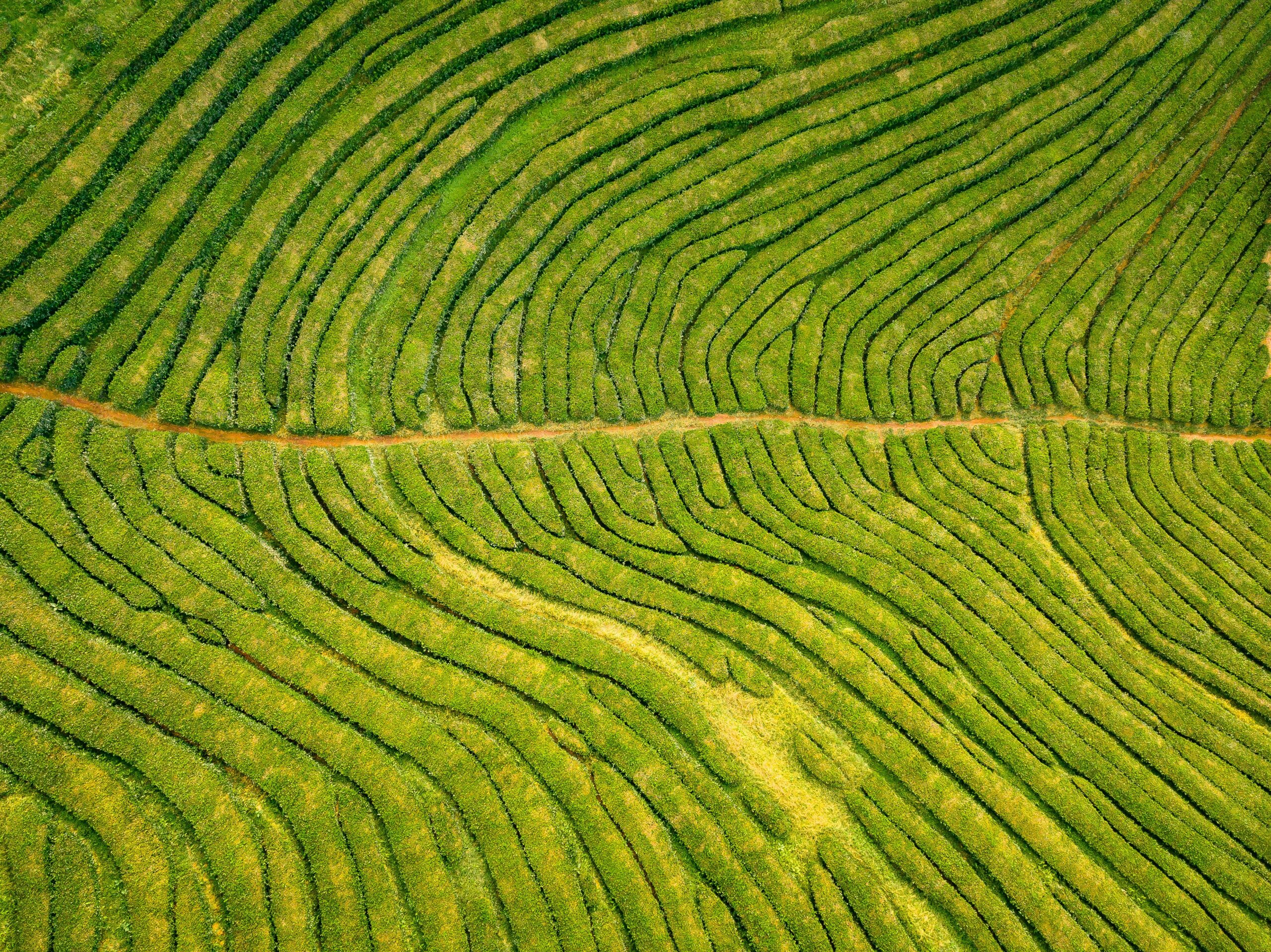 São Miguel vs Terceira: which Azores island to choose?